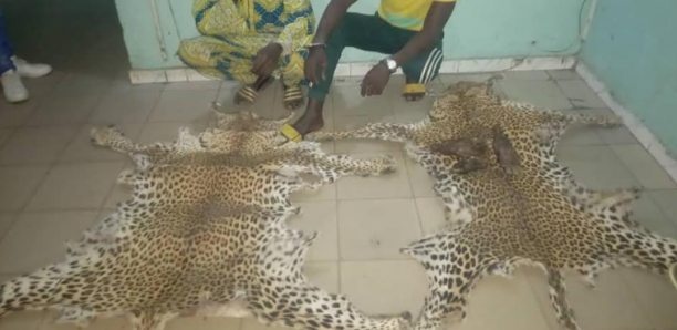 Saisie de peaux de Léopard et de trois pattes d’Oryctérope : Quatre personnes arrêtées à Tambacounda pour criminalité faunique