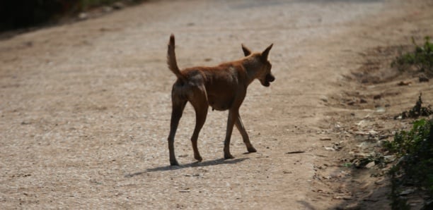 Touba :75 chiens errants exterminés par les services de l'élevage