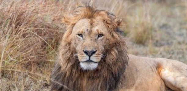 Confondu avec un lion, un sac sème la panique au Kenya