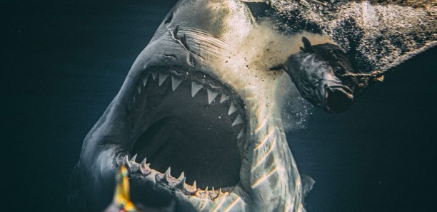 États-Unis : une femme meurt après une attaque de grand requin blanc dans le Maine