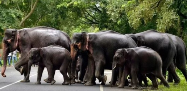Au Bangladesh, des éléphants ravagent un parc animalier