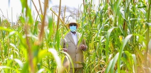 Systèmes alimentaires durables : Le président Macky Sall pour une agriculture qui nourrit le monde en préservant l’environnement