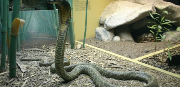 Déjà atteint par le Covid et la dengue, un Britannique aveugle et paralysé après avoir été mordu par un cobra royal