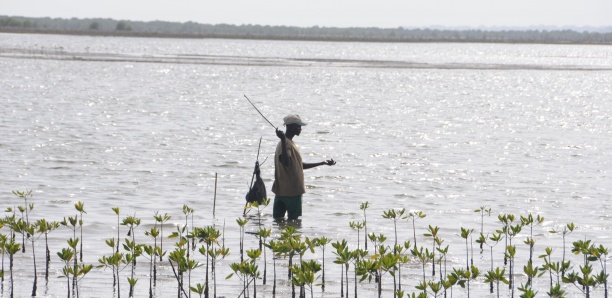 Restauration des écosystèmes au Sénégal : 6 nouvelles aires marines protégées mises en place depuis 2012