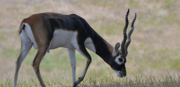 Six gazelles convoyées à Dakar pour "décorer" la réserve privée d'Abdou Karim Sall