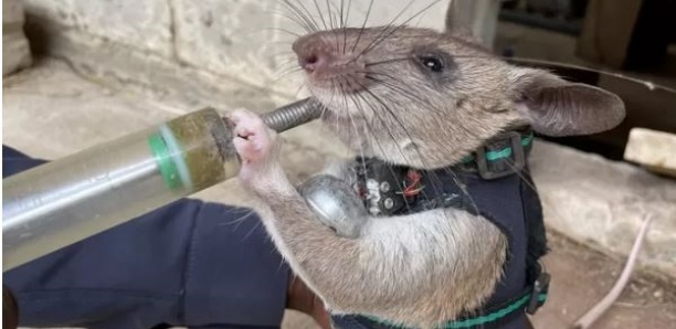 Des rats formés pour flairer les survivants lors des tremblements de terre