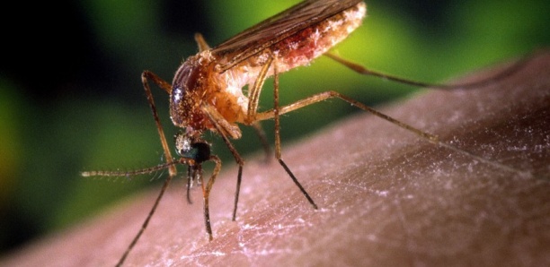Kaffrine : 8 cas de dengue signalés