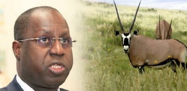 Affaire des Gazelles Oryx : Le Ferlo s'insurge contre Abdou Karim Sall