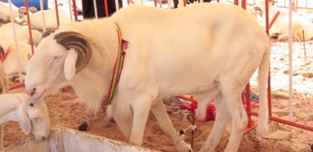 Tabaski-2022 : les besoins du Sénégal estimés à 810 000 moutons