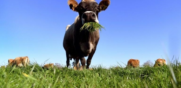 Insolite : Une taxe sur les…pets des vaches