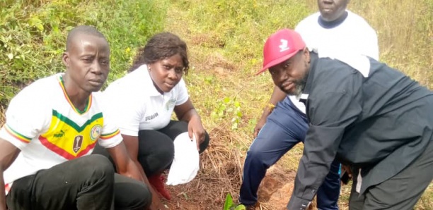 Lutte contre la déforestation : Plus de 3000 plants mis en terre à Dialacoto