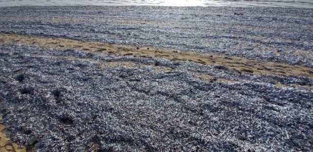 Banc de poissons morts sur les plages de Saint-Louis : Une variation du taux de pH en serait la cause