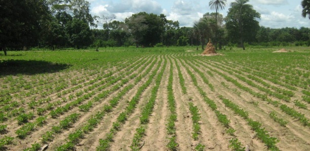 Ziguinchor : Les travaux de l’agropole Sud lancés en octobre prochain