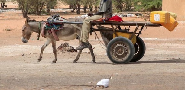 [Insolite] Mbacké: Deux charretiers se font voler un âne qu'ils avaient volé et caché dans un endroit