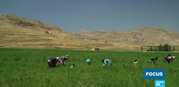 Liban : dans la Bekaa, la légalisation du cannabis thérapeutique ne fait pas l'unanimité