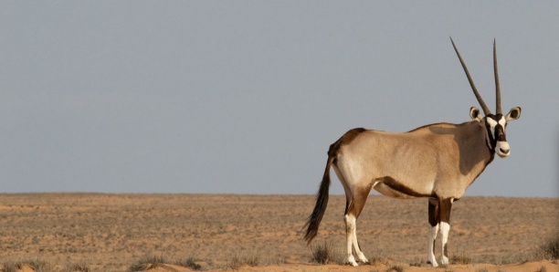 Affaire des gazelles Oryx : "C'est un acte de braconnage…" (spécialistes)