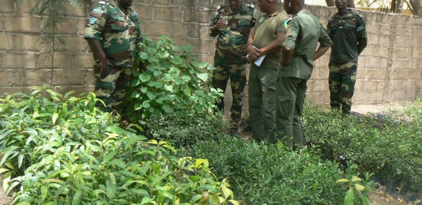 Pépinières de Tamba et Koussanar: Une production de 1, 5 million de plants en ligne de mire