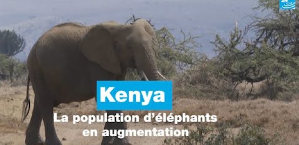 [Vidéo] Au Kenya, la population d’éléphants en augmentation