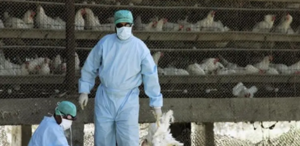 Grippe aviaire : Premiers cas confirmés en Côte d’Ivoire depuis 2015