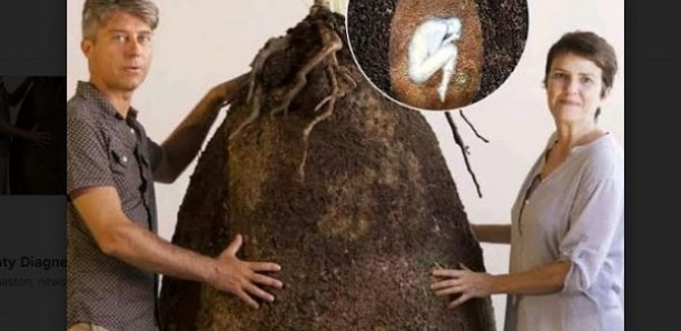 Capsule Mundi : Le projet qui élimine les cercueils pour assurer la continuité du cycle de vie