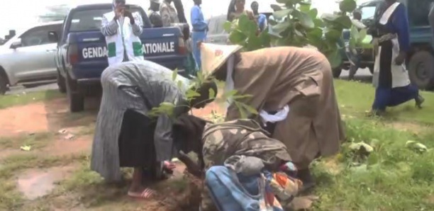 Axe Touba - Ngabou : 700 caïlcédrats (khay) plantés par Touba ça Kanam