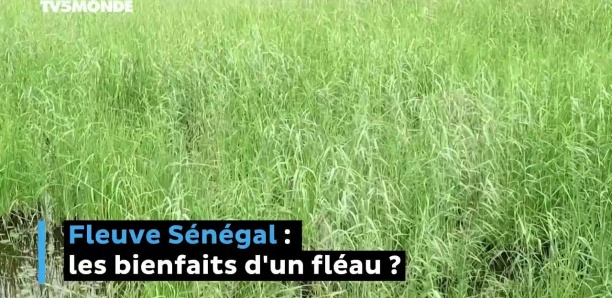 Fleuve Sénégal : les bienfaits d'un fléau ?