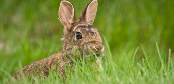 Dakar et Thiès, principaux foyers du calicivirus, une maladie hémorragique qui décime les lapins