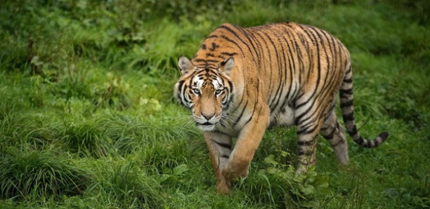 Le nombre de tigres sauvages en Thaïlande remonte très lentement mais le félin reste menacé