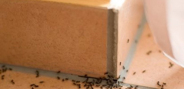Invasion de fourmis dans la maison : Comment s’en débarrasser sans insecticide