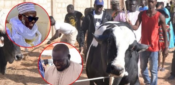 Magal de Touba: Aziz Ndiaye offre 10 taureaux à Serigne Mountakha