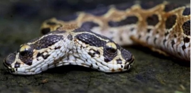 Un serpent à deux têtes découvert en Inde