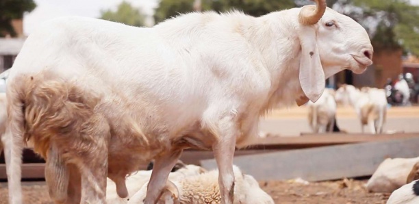 Tabaski : Kolda a besoin 20.000 moutons