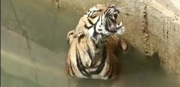 Sauvetage d'un tigre tombé dans un puits en Inde
