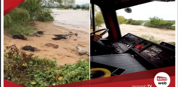 Inondations, Bœufs qui se noient: La verite sur la vidéo