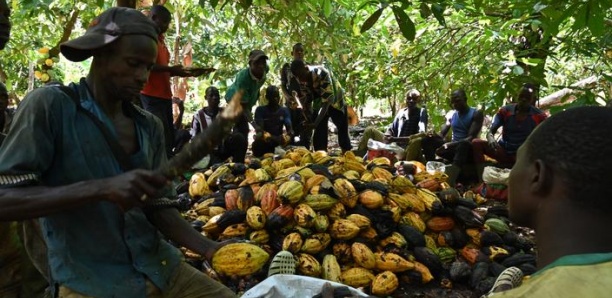 Côte d'Ivoire : 22 personnes condamnées pour traite d'enfants dans le cacao