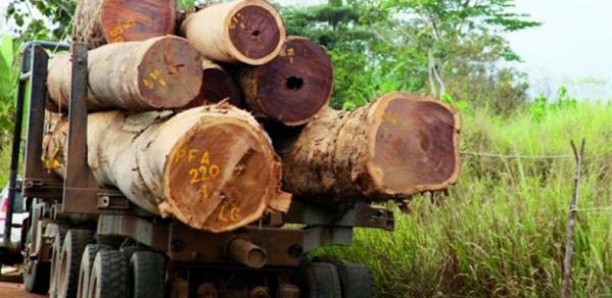 Coupe illicite de bois : 94 millions de recettes en 2020 dans la région de Ziguinchor