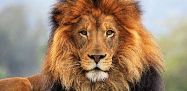 À Oussouye, un lion rôde autour des habitations depuis plusieurs jours (conservateur)
