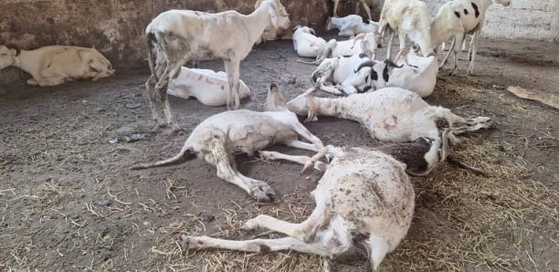 Plusieurs moutons morts  : Les souscripteurs de l’opération DER dans le désarroi à Bignona (vidéo)