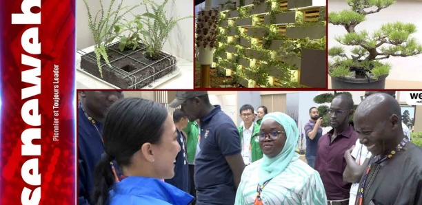 Expo horticole Doha 2023 : Des Sénégalais à l'assaut du marché qatari