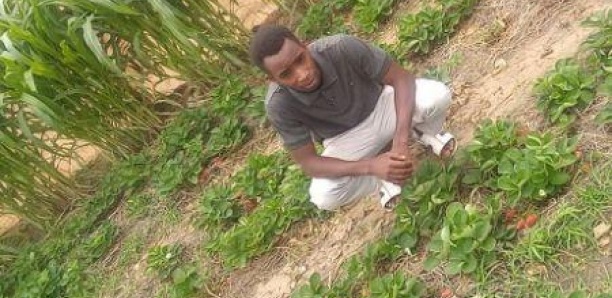 Salif Bâ, le jeune Sénégalais devenu millionnaire en cultivant des fraises