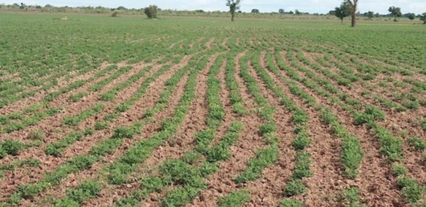 Ferme agricole de Marsassoum : Les jeunes et des femmes invités à s'engager
