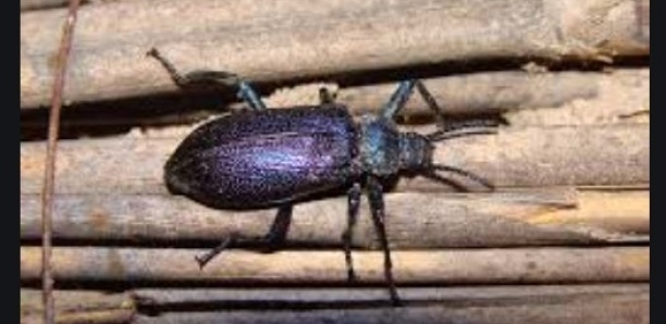 Canicule et eaux stagnantes : Les insectes envahissent Dakar et les régions