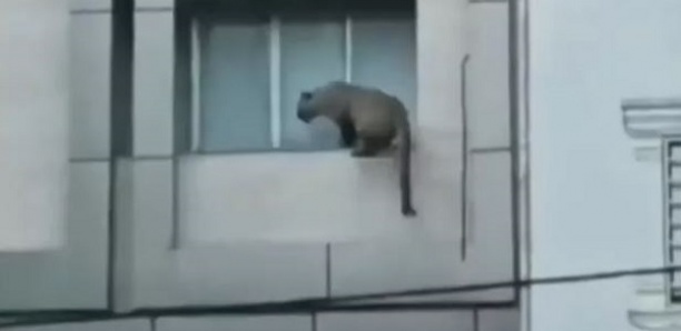 Un léopard attaque un policier et sème la panique dans une ville en Iran