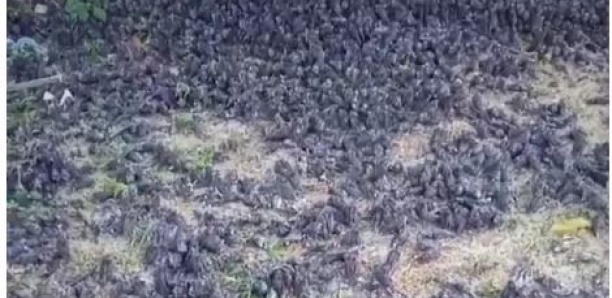 Des centaines d’oiseaux meurent mystérieusement dans un cimetière