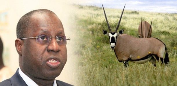 Mimi Touré sur les gazelles Oryx : " Leurs places c'est dans les parcs nationaux... Il faut retenir la leçon pour mieux protéger la faune... "