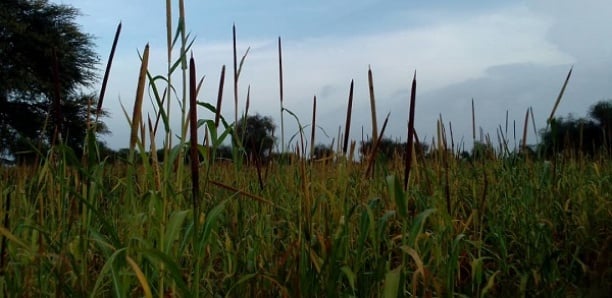 [Vidéo] Darou Mousty : Des oiseaux granivores s'attaquent aux champs de mil