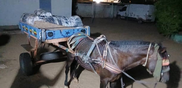 Sandiara : la gendarmerie intercepte 175 kg de yamba, le convoyeur en fuite