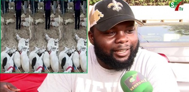 Opération Tabaski – 33 moutons morts : le propriétaire s’explique « Danio lék ba paré… »