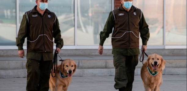 Des chiens dressés pour détecter les malades du Covid-19 au Chili