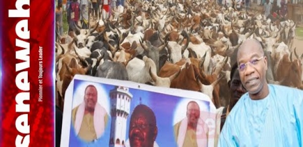 MAGAL TOUBA 2024 : l'arrivée du troupeau de Serigne Saliou Ndiguel Thioune